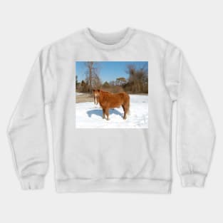 Wild horse, Assateague Island, wildlife, gifts Crewneck Sweatshirt